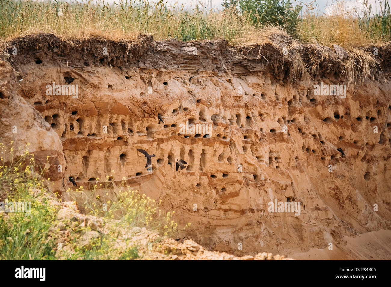 Europäischen Sand Martin aktiv Kolonie in der Nähe von Höhlen in den Sand River Küste. Riparia Riparia ist ein wandernder Aus der Schwalbe Familie. Bel Stockfoto