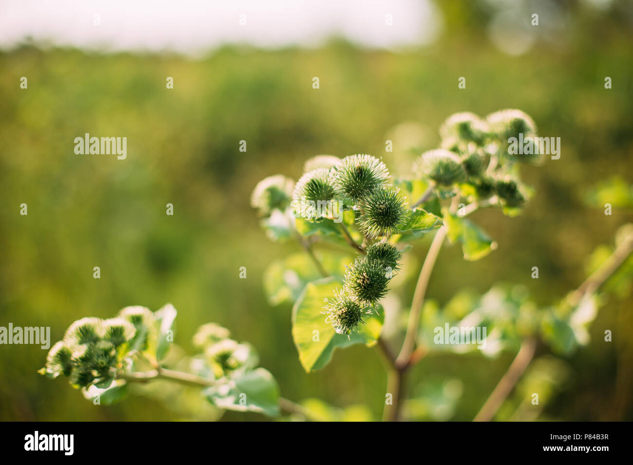 Habitus der oder die Klette Arctium Lappa. Stockfoto