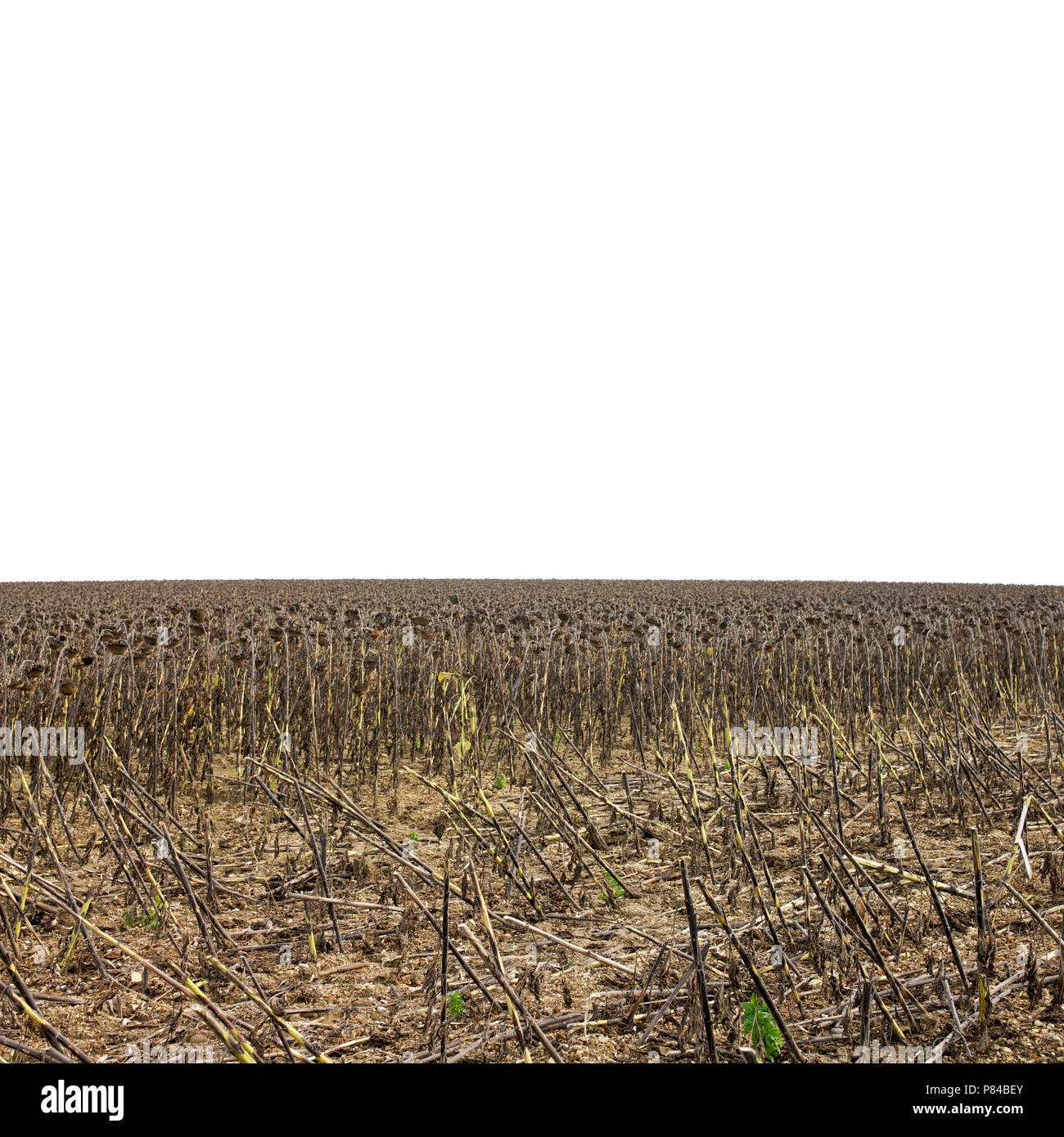 Verwelkte Sonnenblumen. Der Auvergne. Frankreich Stockfoto