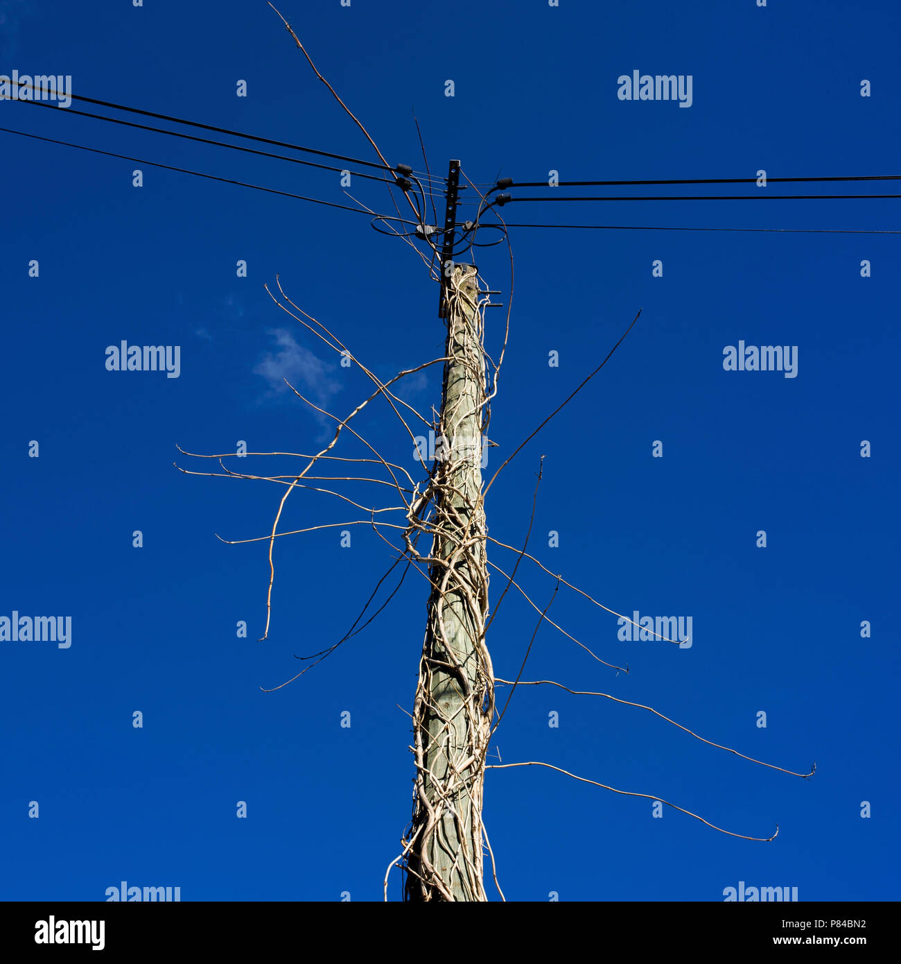 Strommast mit Reben Stockfoto