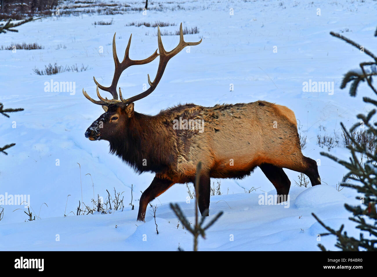 Rentier Nahrungssuche in seiner natürlichen Umgebung Wandern im Tiefschnee Nahaufnahme Stockfoto