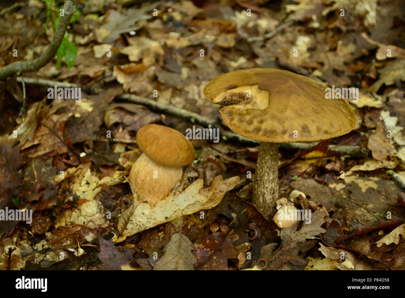 Steinpilze und leccinum Pilzen Stockfoto