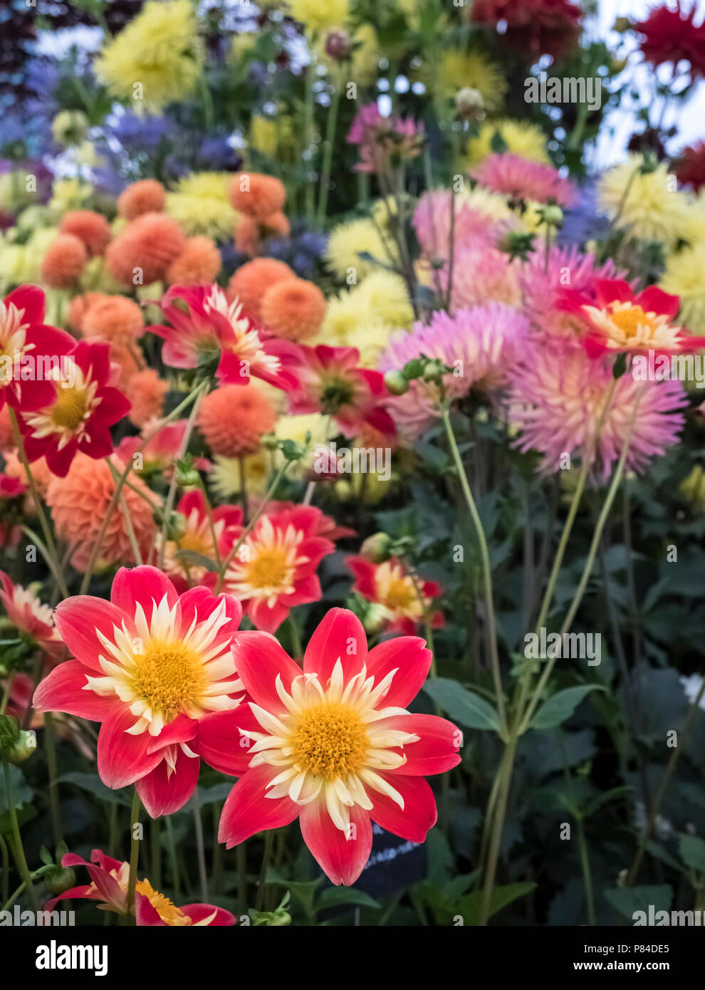 Dahlia Blumen Display, mit Dahlie La Giaconda empfohlene Links unten. Stockfoto