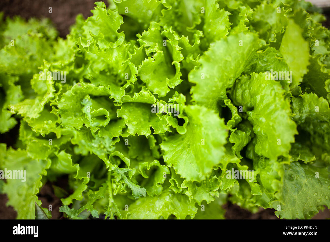 Grün wachsen Fotos und Bildmaterial in hoher Auflösung Alamy