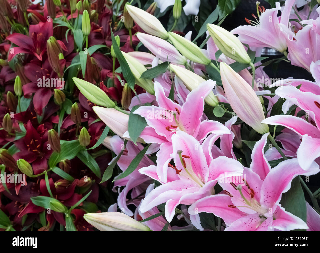 Anzeige der blühenden Lilien (aka Orientalische Lilie), mit rosa Lilium Sorbonne. Stockfoto