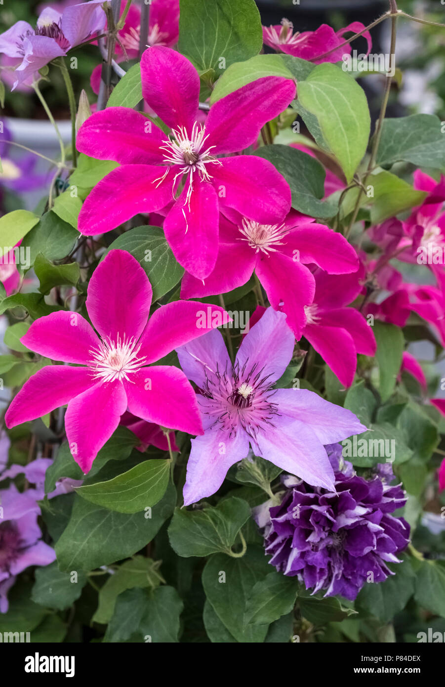 Anzeige der Clematis Blumen mit rosa gefärbte Cleamatis Boulevard 'Acropolis'. Stockfoto