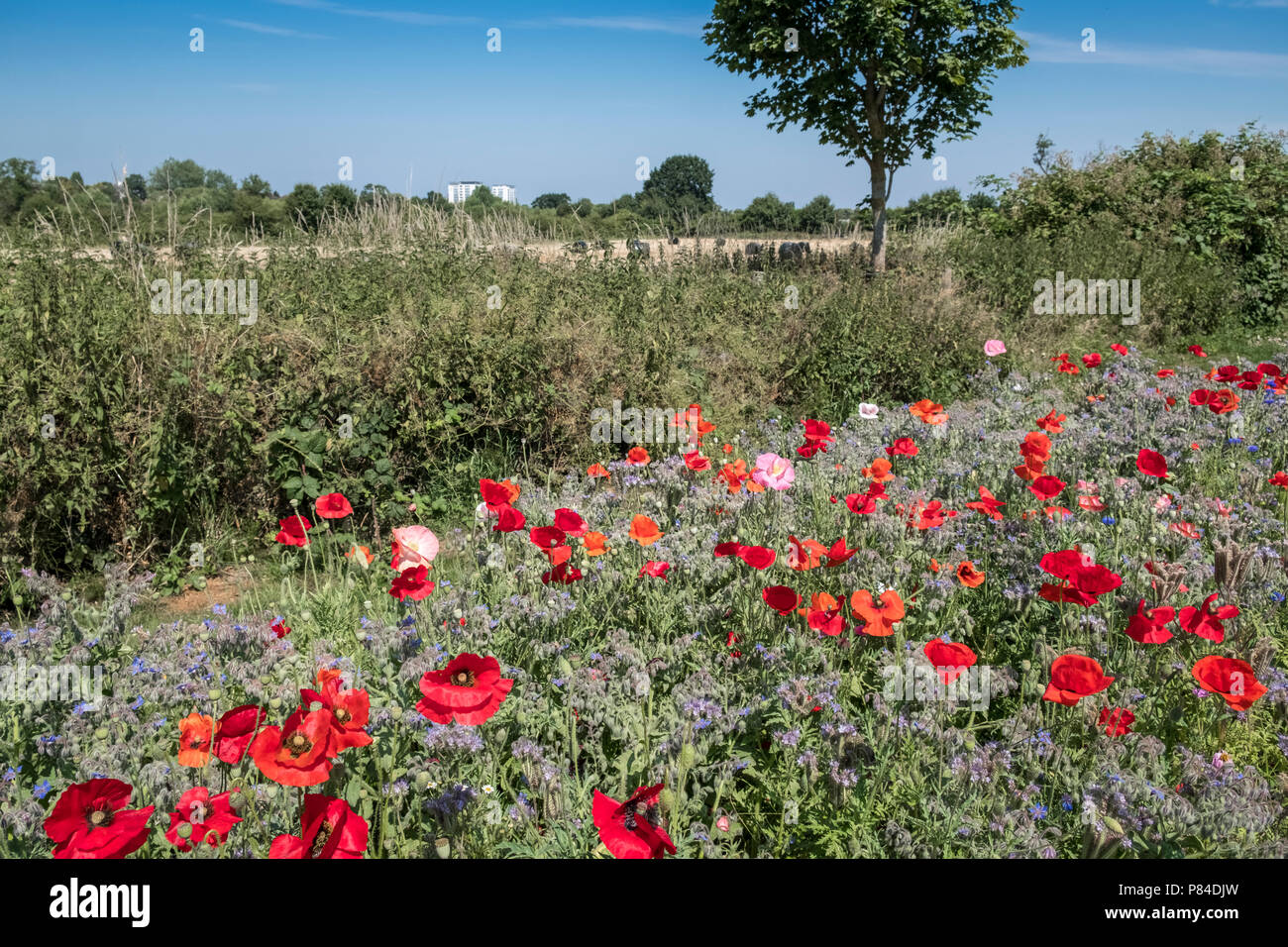 Wilde Blumen wachsen neben Bromwich Parade, einem ruhigen öffentlichen Gehweg im Zentrum von Worcester, Worcestershire, West Midlands, Großbritannien Stockfoto