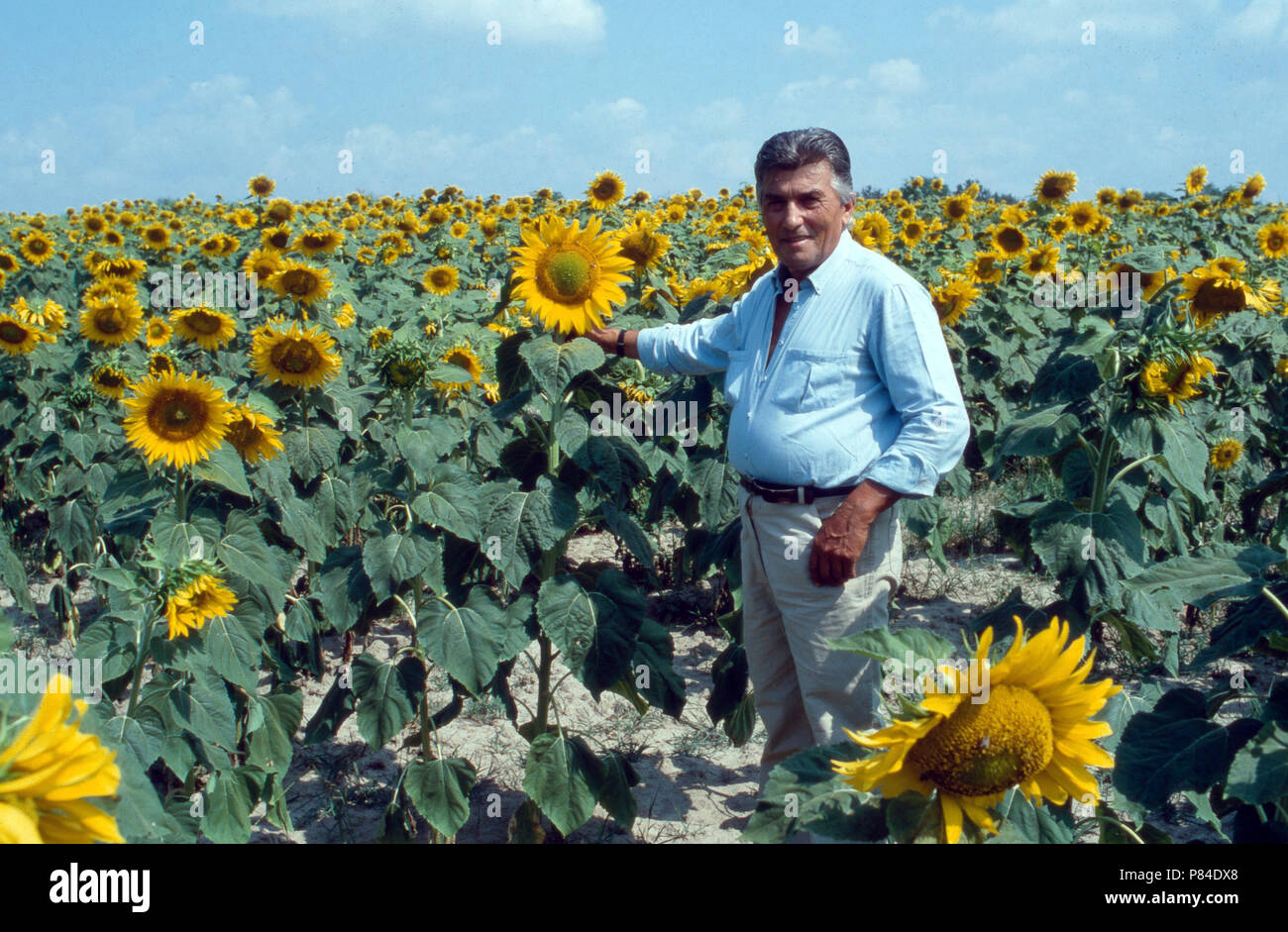 Der italienische Ingenieur und Automobilkonstrukteur Ferruccio Lamborghini in einem Sonnenblumenfeld in Perugia, Italien 1991. Italienischer Ingenieur und Auto Designer Ferruccio Lamborghiniin ein Feld mit Sonnenblumen in Perugia, Italien 1991. Stockfoto