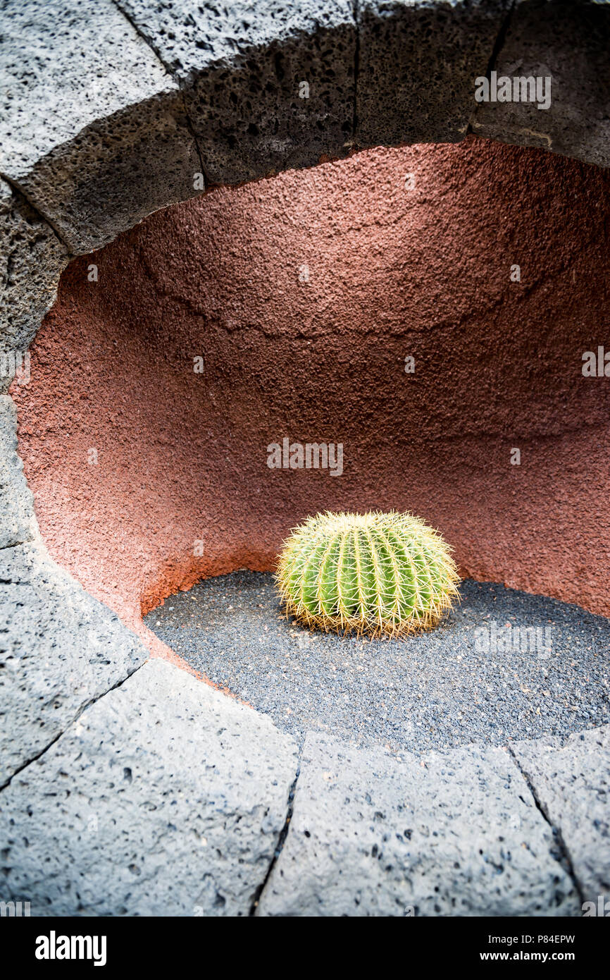 Ruhige Komposition mit Single Barrel Kaktus in rot Loch im Boden auf schwarzen vulkanischen Boden zwischen den runden Stein gepflanzt geschnitzten ebnet, Lanzarote, L Stockfoto