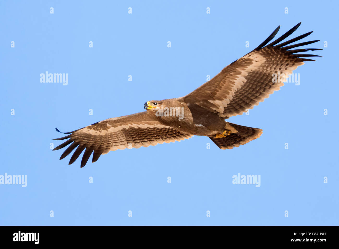 Steppe Eagle (Aquila nipalensis orientalis), juvenile im Flug Stockfoto