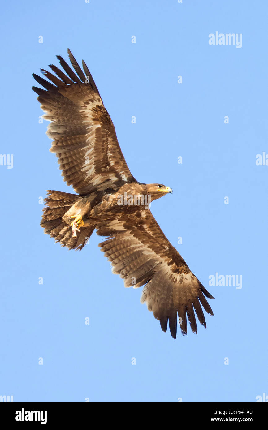 Steppe Eagle (Aquila nipalensis orientalis), juvenile im Flug Stockfoto