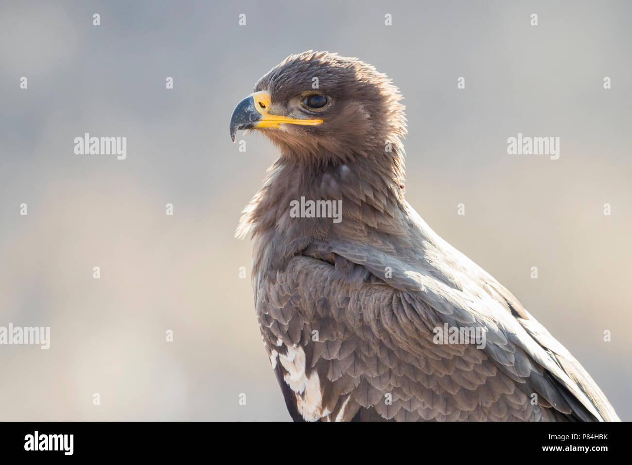 Steppe Eagle (Aquila nipalensis orientalis), juvenile close-up Stockfoto