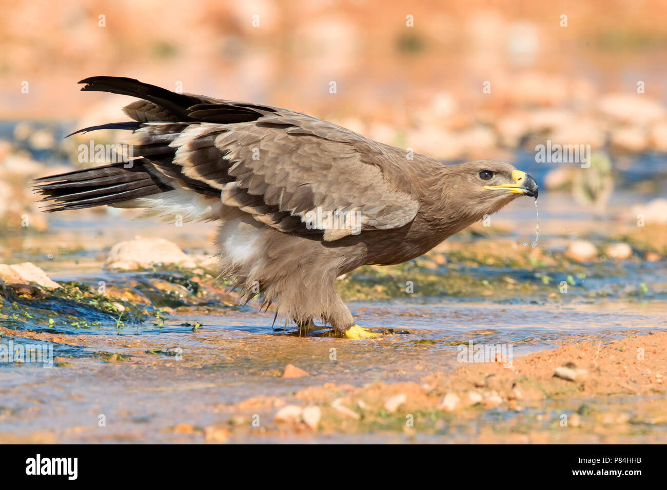 Steppe Eagle (Aquila nipalensis orientalis), Stockfoto