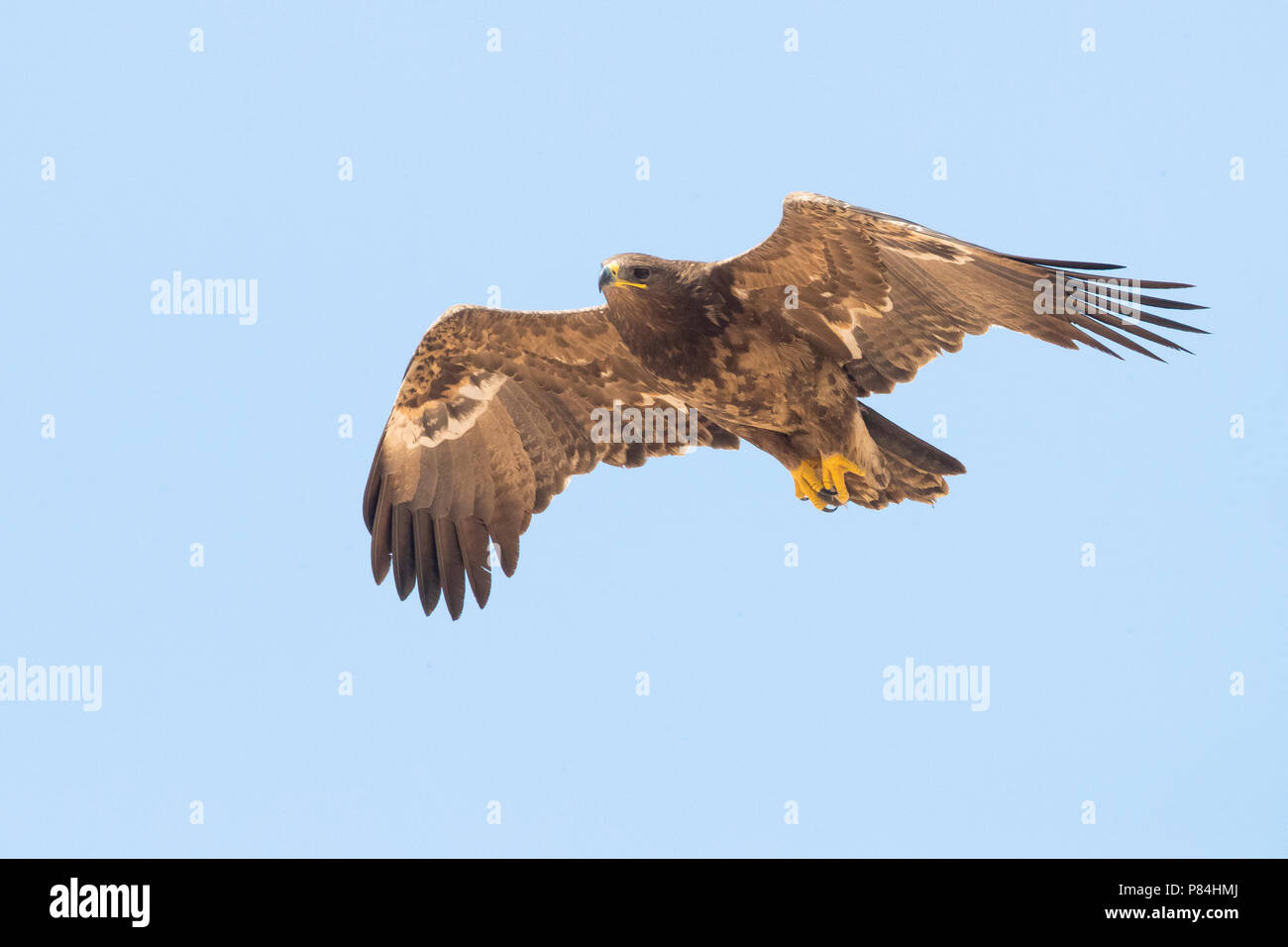 Steppe Eagle (Aquila nipalensis orientalis), Unreife im Flug Stockfoto