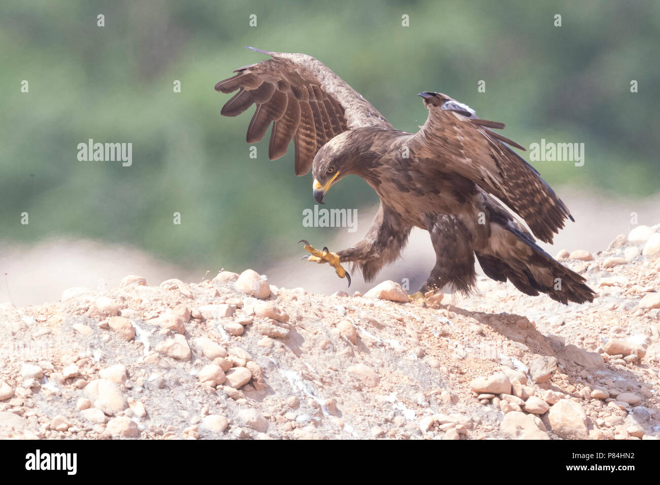 Steppe Eagle (Aquila nipalensis orientalis), Jugendliche mit geöffneten Flügeln Stockfoto