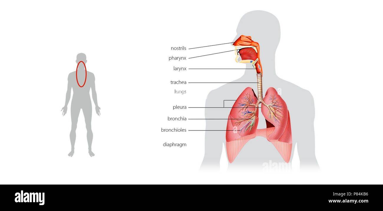 Die Atmungsorgane. Membran Stockfotografie - Alamy