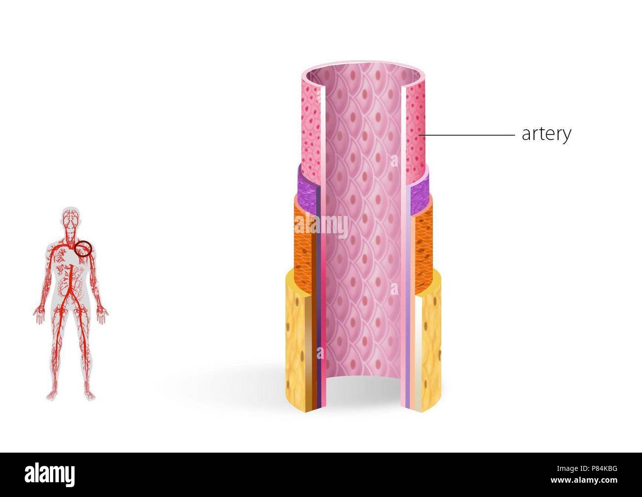 Schichten der Arterienwand. Stockfoto