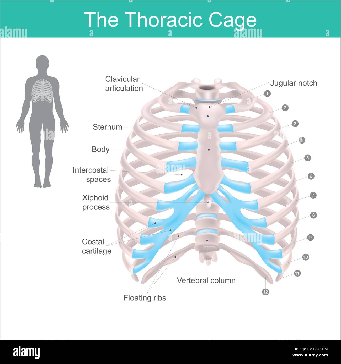 Thorax- Käfig ist bis der Knochen und Knorpel entlang, Er besteht aus den 12 Rippenpaaren mit ihren Rippenbögen Knorpel und dem Brustbein. Abbildung: Stock Vektor