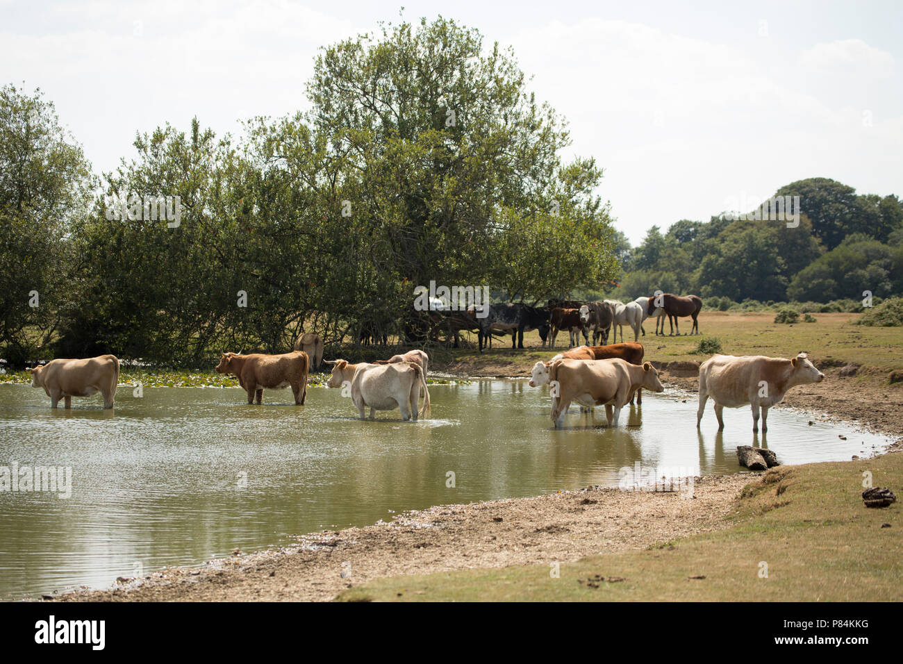 Vieh auf Janesmoor Teich im New Forest während der BRITISCHE Hitzewelle von 2018. 7.7.18. New Forest Hampshire England UK GB Stockfoto