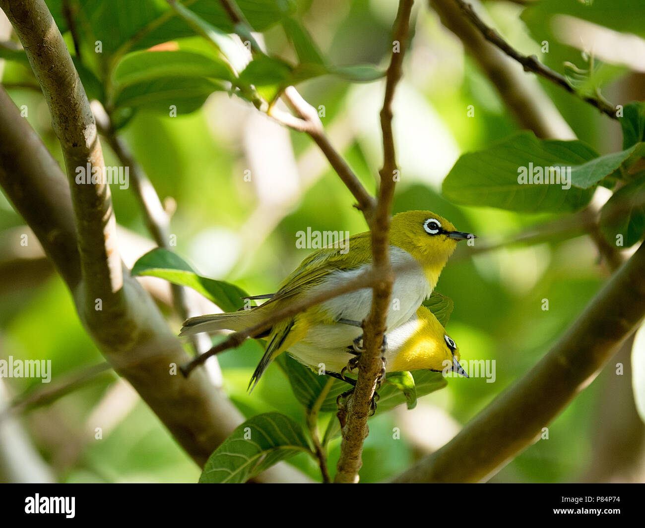 Ein paar weiße Auge Vogel im natürlichen Lebensraum auf einer Guave Baum in Gujarat, Indien. Stockfoto