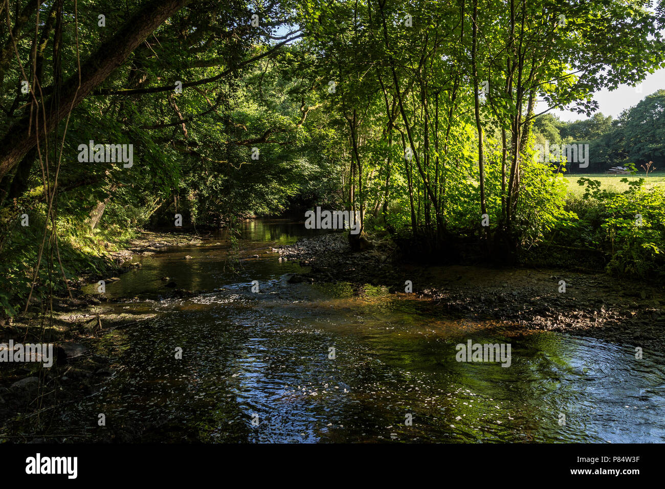 Stream Nebenfluss, Fluss Teign, Kurs, Creek, Bächlein, Bach laufen Rinne, Wasserlauf, Dartmoor, Gießen, Flow, Ausführen, Gush, Cascade, stream, Kurs, Ausgießer, Jet, Stockfoto