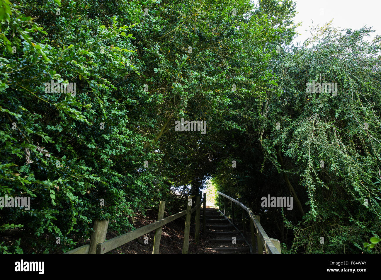 Ellesborough, UK. 6. Juli, 2018. Der größte native, Woodland in Großbritannien auf dem Landgut Chequers in den Chilterns, kuratiert von der Chiltern, Woodl Stockfoto