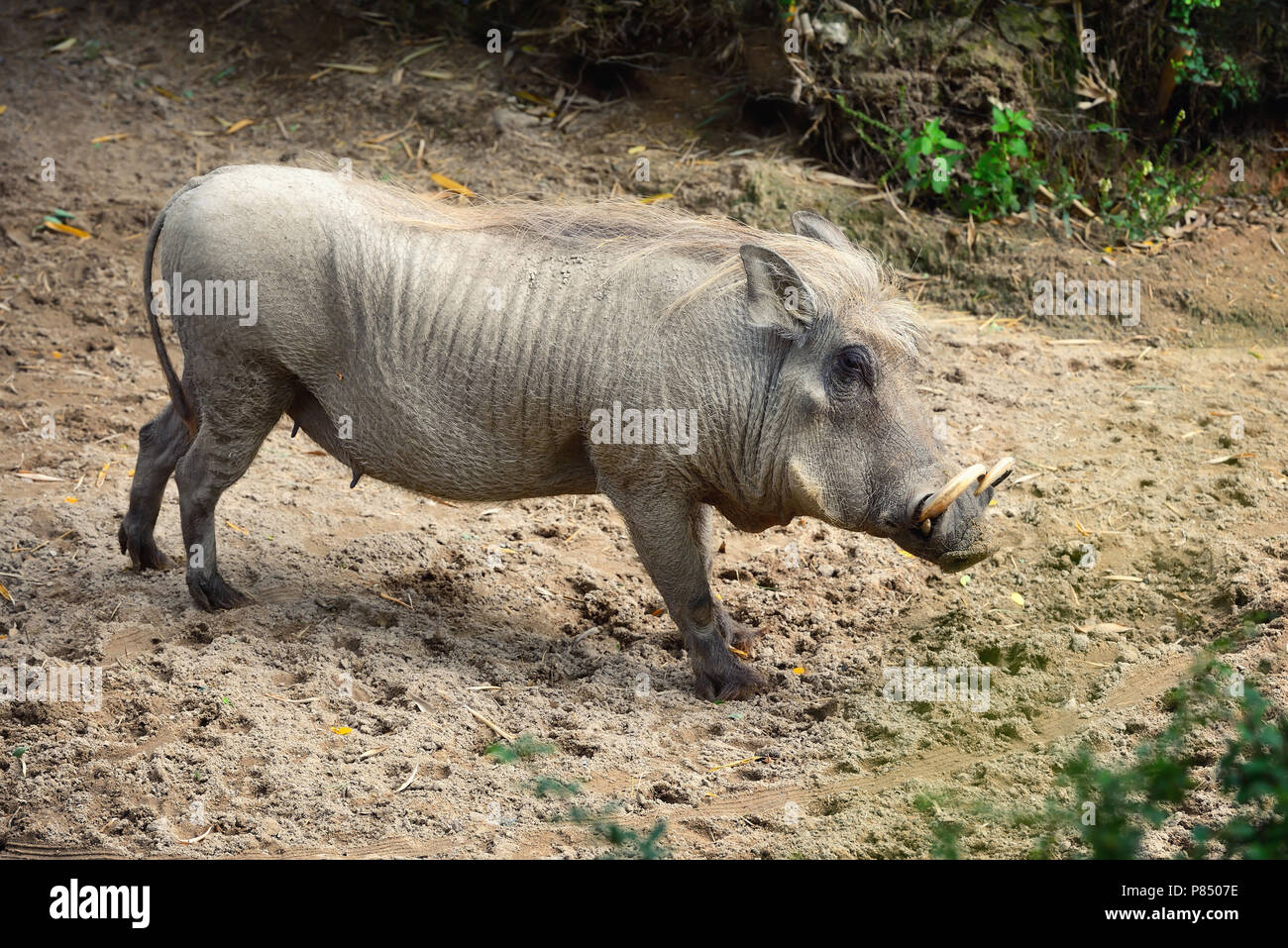 Gemeinsame Warzenschwein (Phacochoerus africanus). Seitenansicht Stockfoto