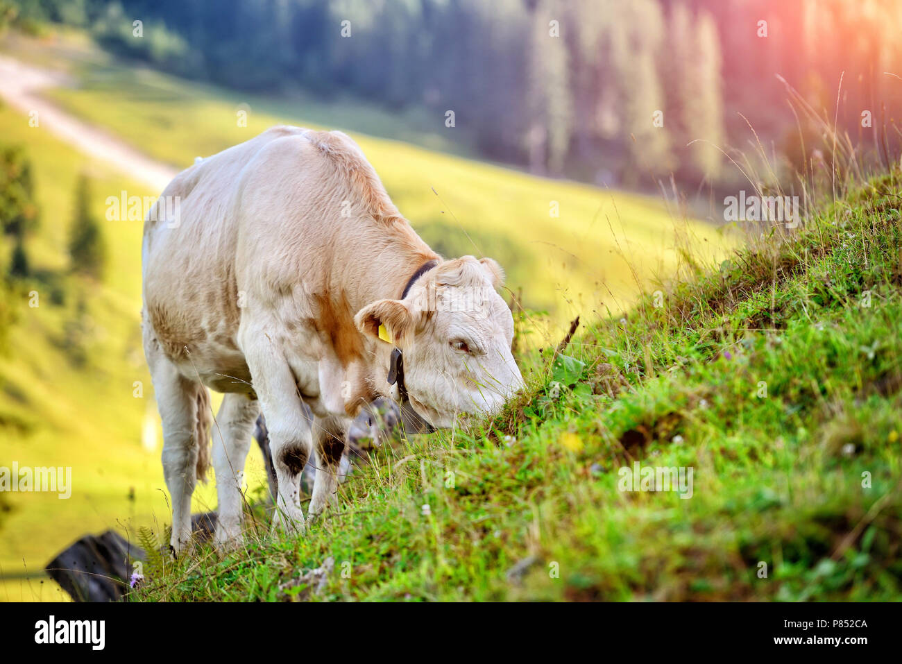 Kuh Weide auf der Alp. Sommer sonnigen Morgen Stockfoto