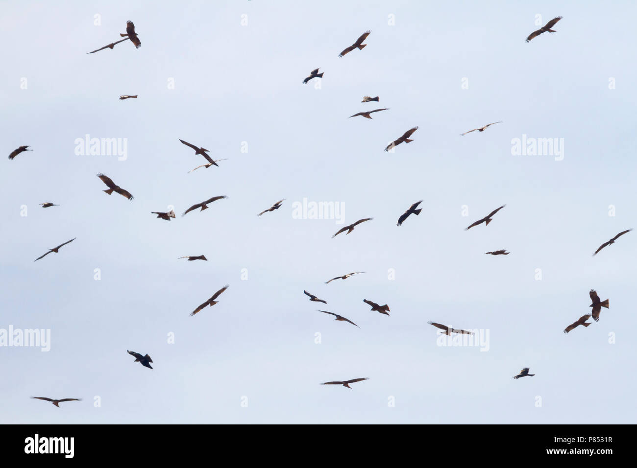 (Westlichen) schwarzen Drachen - Schwarzmilan MILVUS MIGRANS - ssp. Migrans, Marokko, Vögel starten Migration in den Morgen Stockfoto