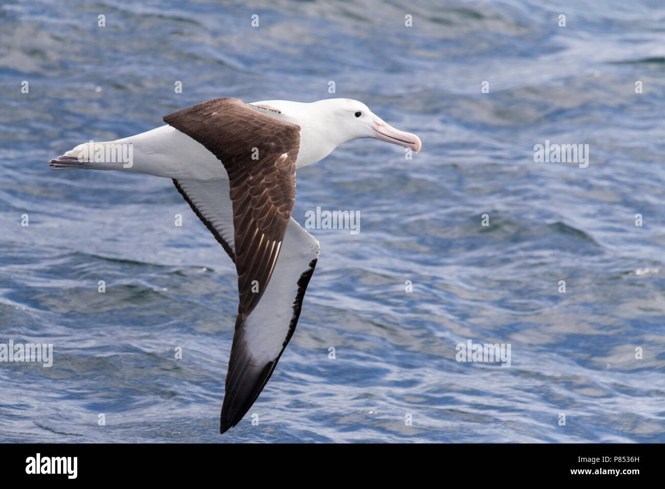 Nach Norden Royal Albatross (Diomedea sanfordi) im Flug über Neuseeland subantarktischen Gewässern. Stockfoto