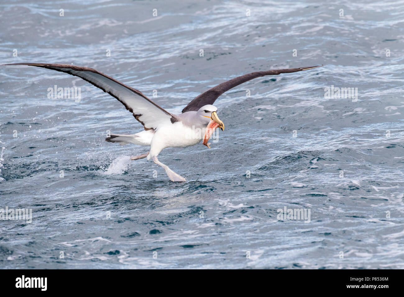 Salvin's Albatross (Thalassarche salvini) Stockfoto