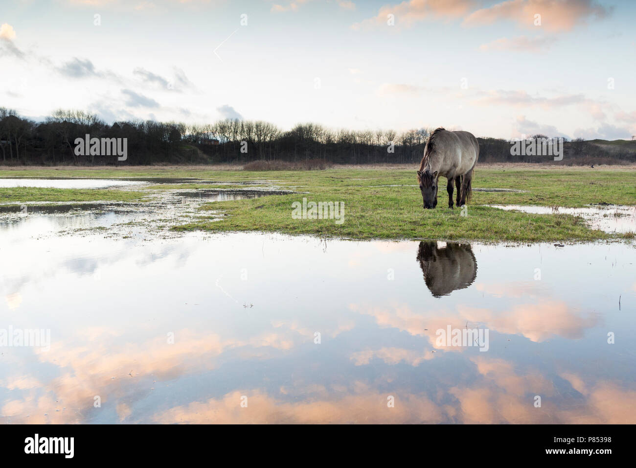 Konik Pferde in Lentevreugd, Wassenaar, Niederlande Stockfoto