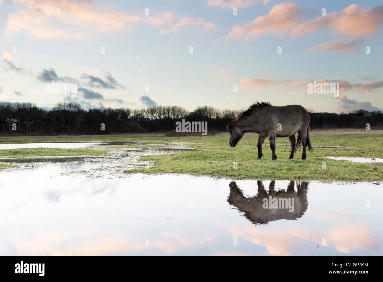 Konik Pferde in Lentevreugd, Wassenaar, Niederlande Stockfoto