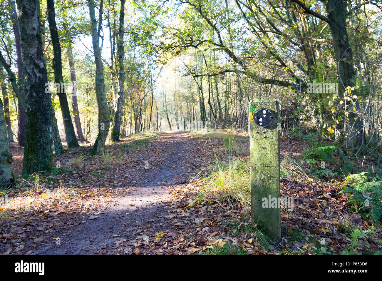 Niederländische typische Landschaft Stockfoto