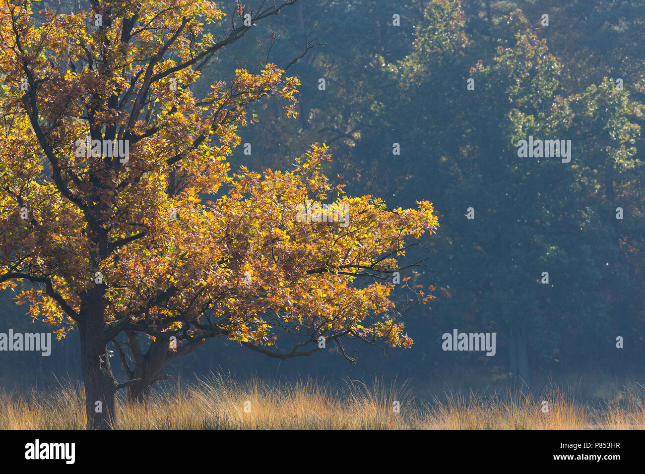 Niederländische typische Landschaft Stockfoto