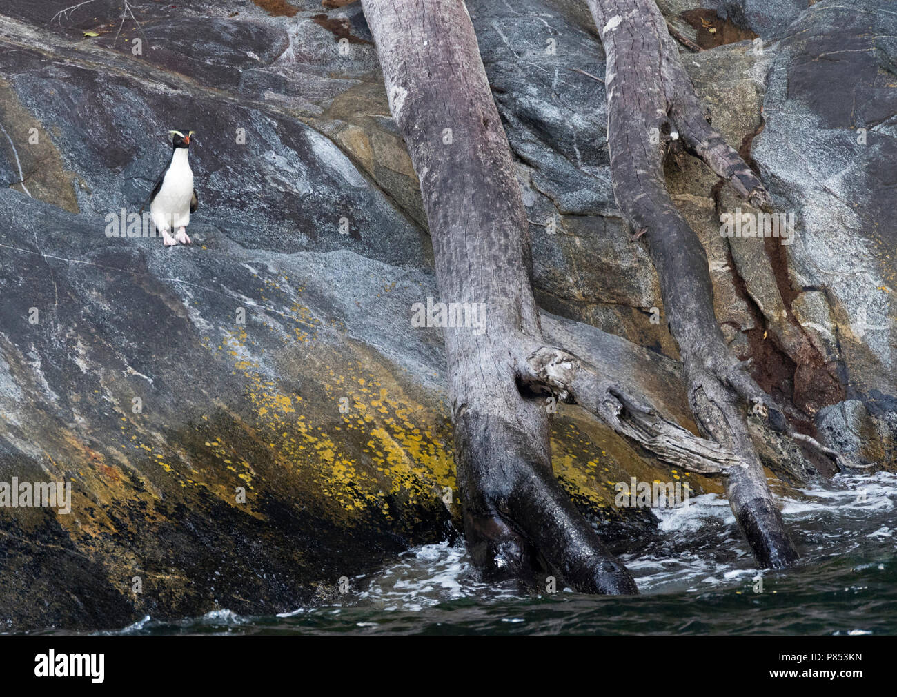 Fiordland Penguin (Eudyptes pachyrynchus) stehen auf einem felsigen Ufer in den Milford Sound auf der Südinsel von Neuseeland. Diese Arten nisten in Kolonien Stockfoto