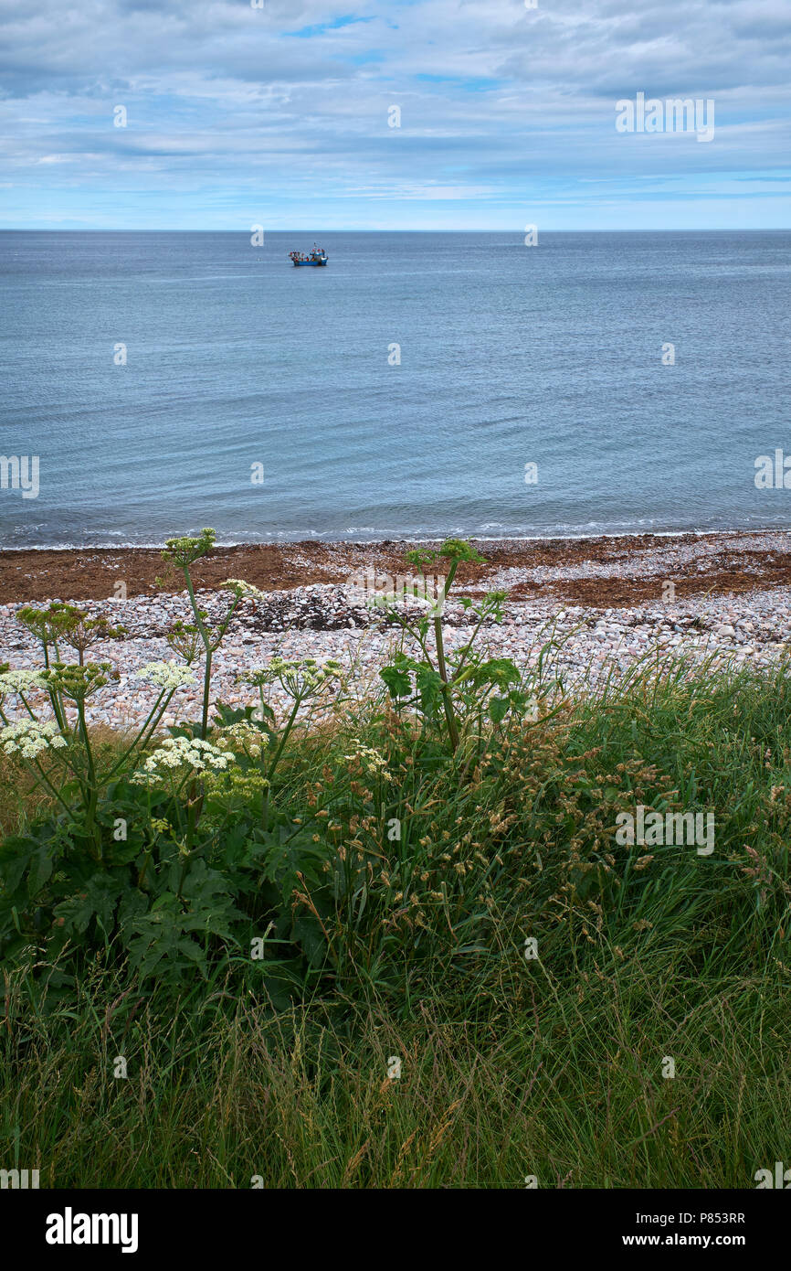 Suchen nördlich vom Parkplatz an der Bay nördlich von New Brighton & Hove. Fischer arbeiten von kleinen Fischerboot. Aberdeenshire Stockfoto