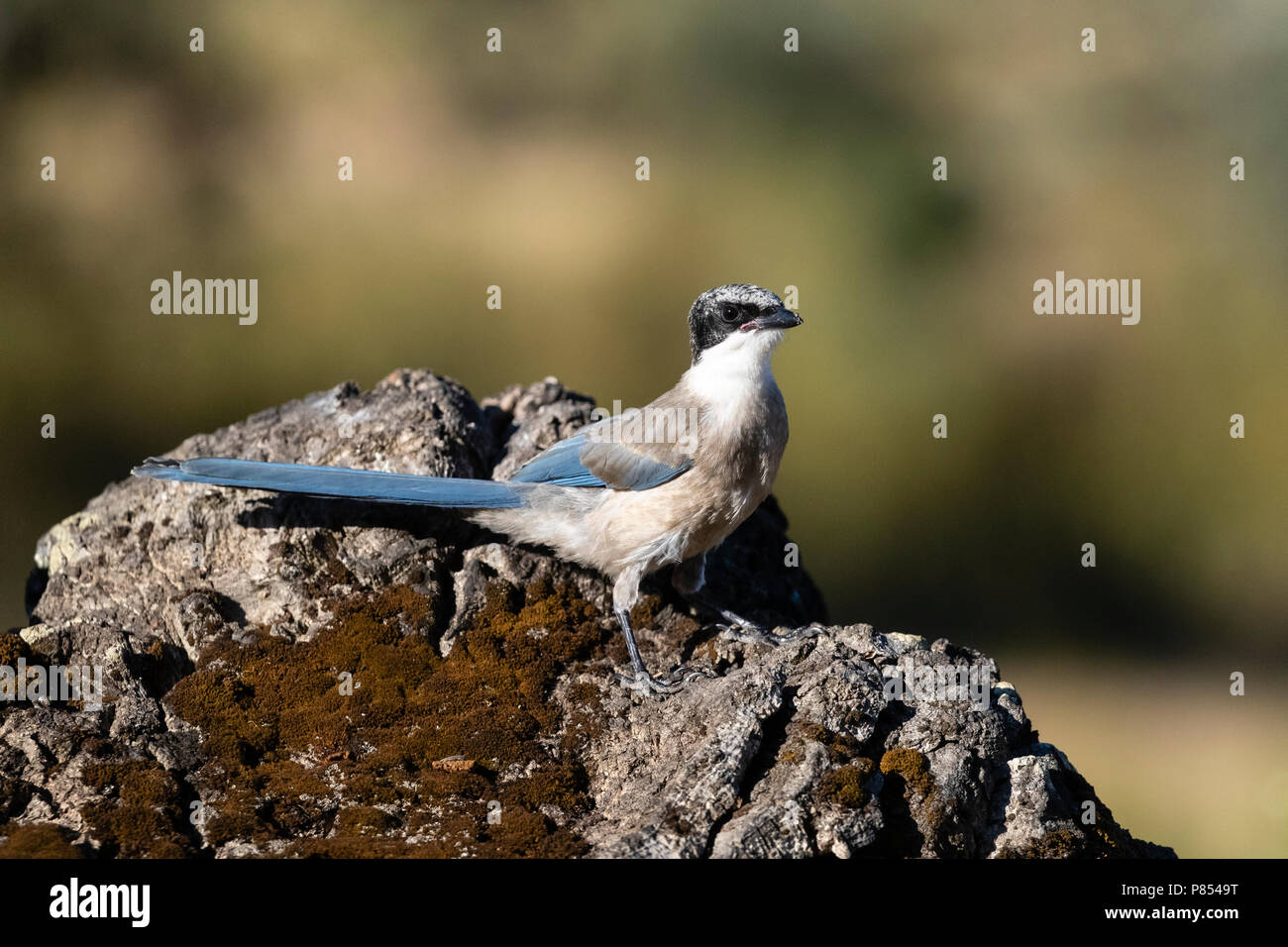 Iberischen Magpie (Cyanopica cooki) in Extremadura, Spanien Stockfoto