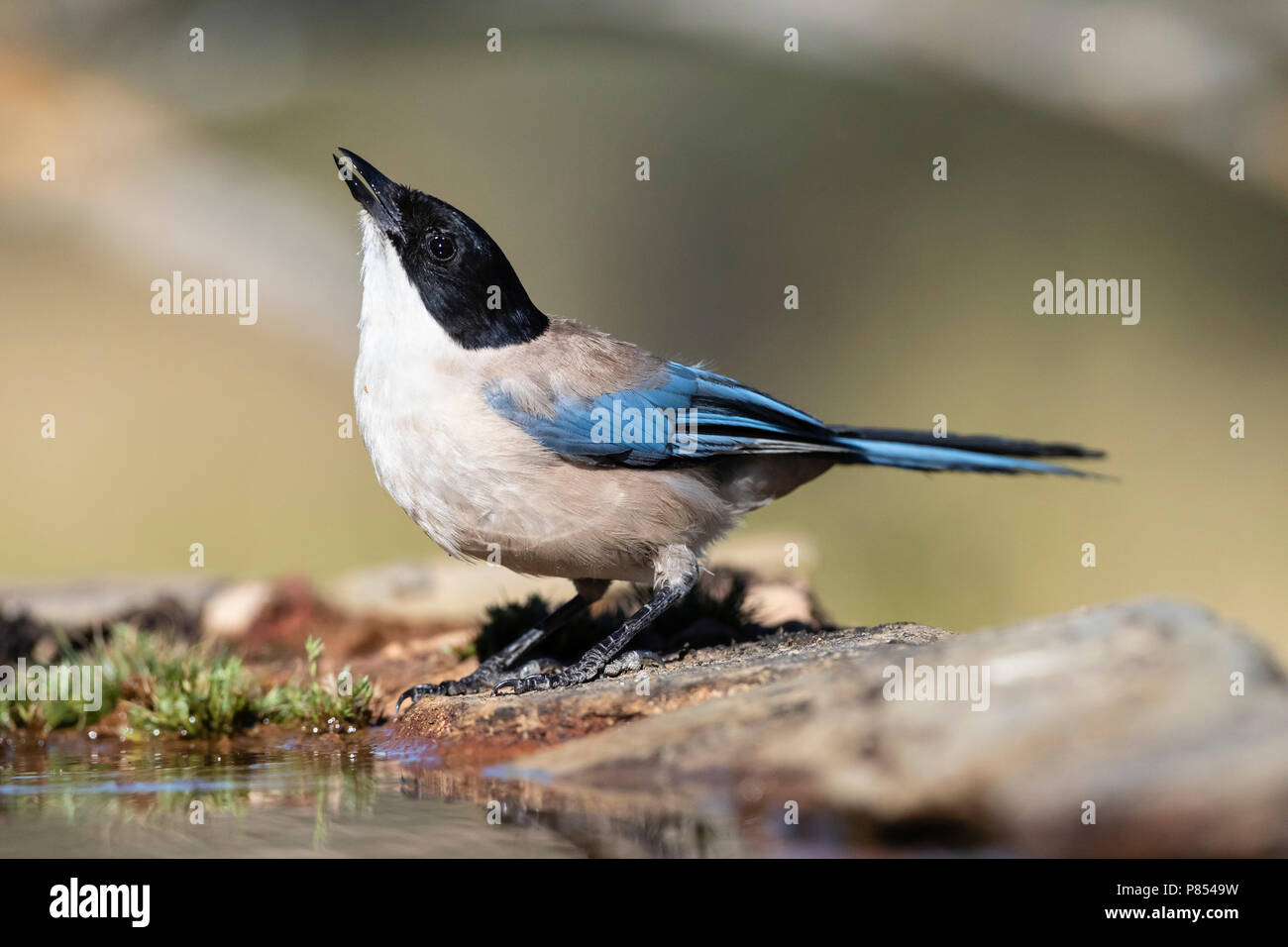 Iberischen Magpie (Cyanopica cooki) in Extremadura, Spanien Stockfoto