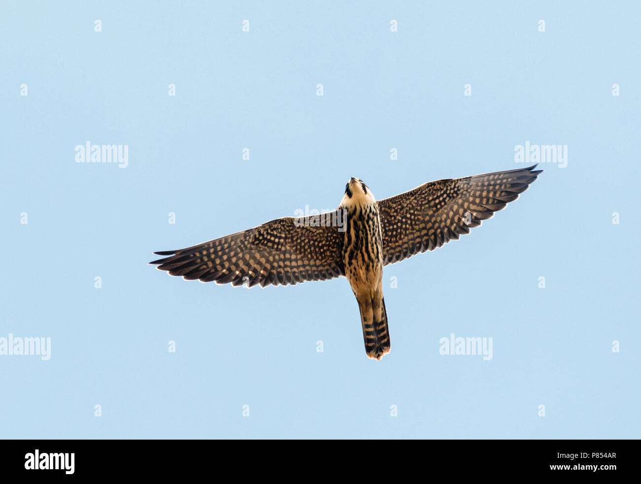 Eurasischen hobby (Falco subbuteo) im Flug im Herbst Migration in Bulgarien Stockfoto