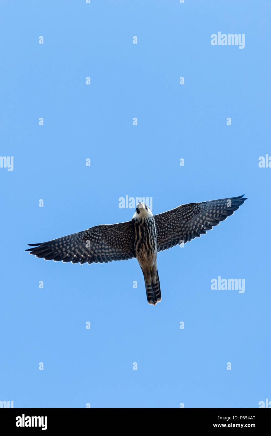 Eurasischen hobby (Falco subbuteo) im Flug im Herbst Migration in Bulgarien Stockfoto
