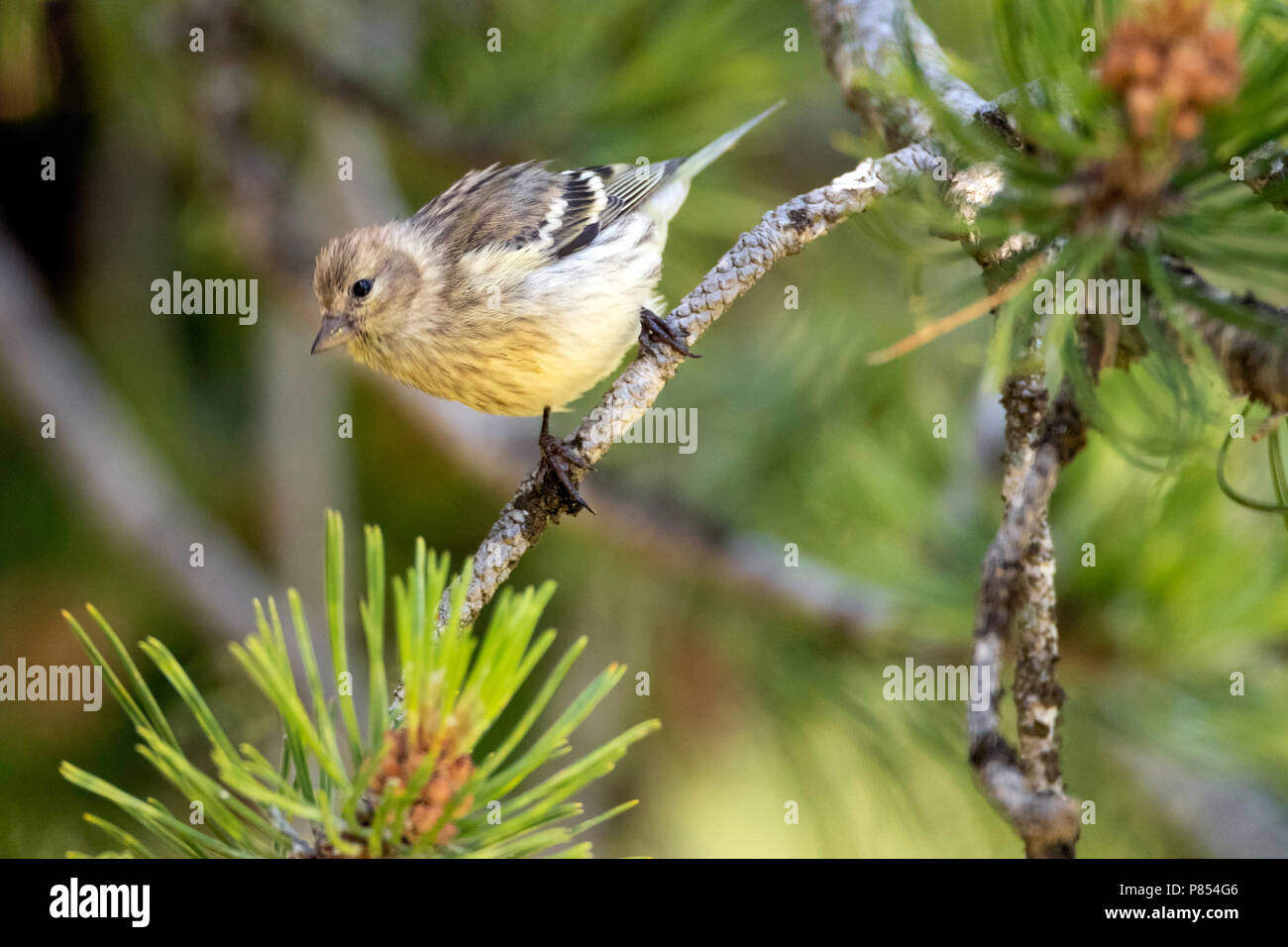 Zitronengirlitz (Serinus citrinella) auf Spanisch vor - Pyrenäen im Sommer. Stockfoto