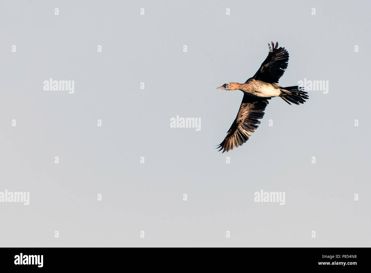 Pygmy Cormorant (Phalacrocorax pygmeus) während der späten Winter in See Kerkini, Griechenland. Stockfoto