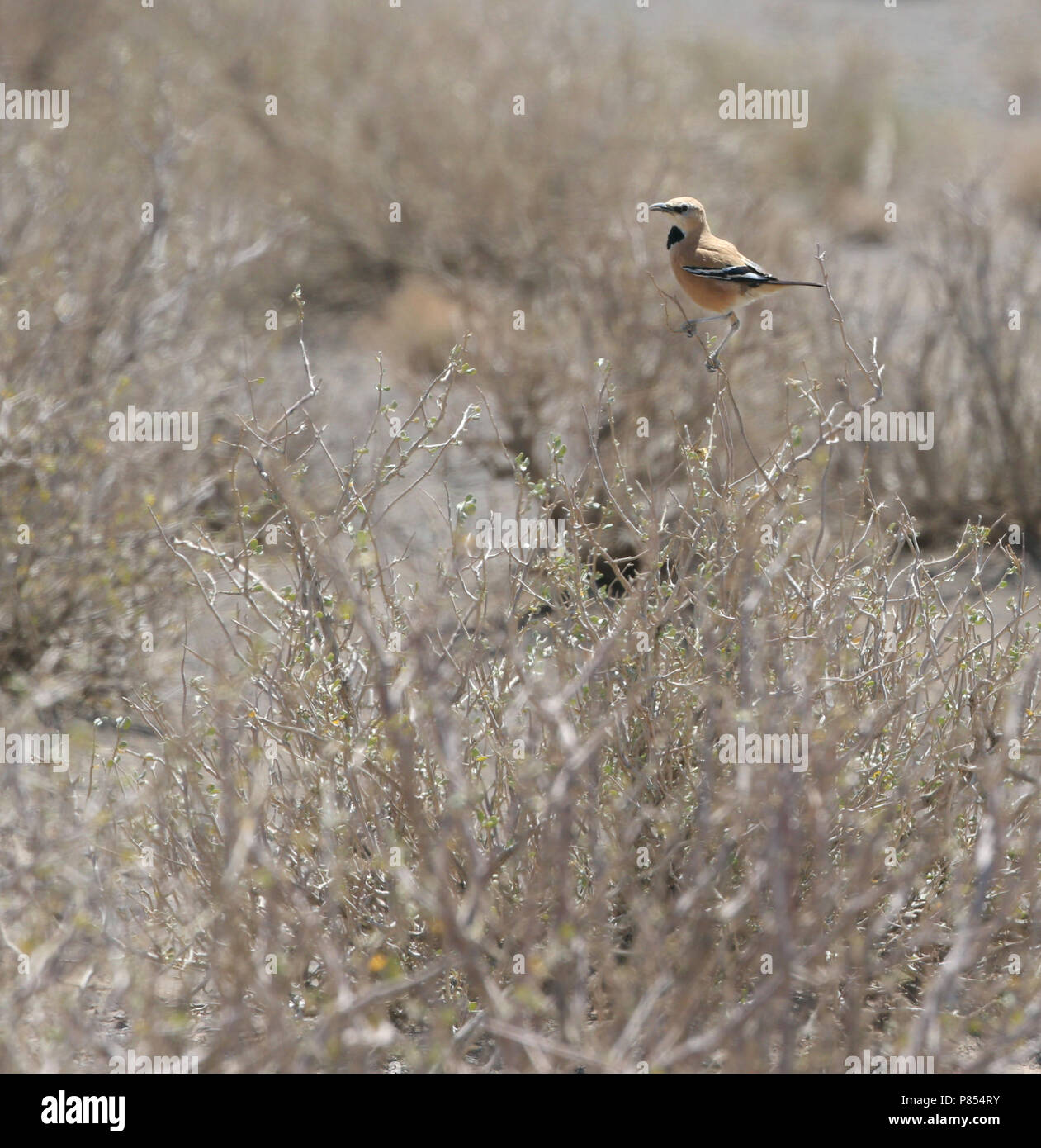 Perzische Steppegaai, iranische Ground-Jay, Podoces pleskei Stockfoto