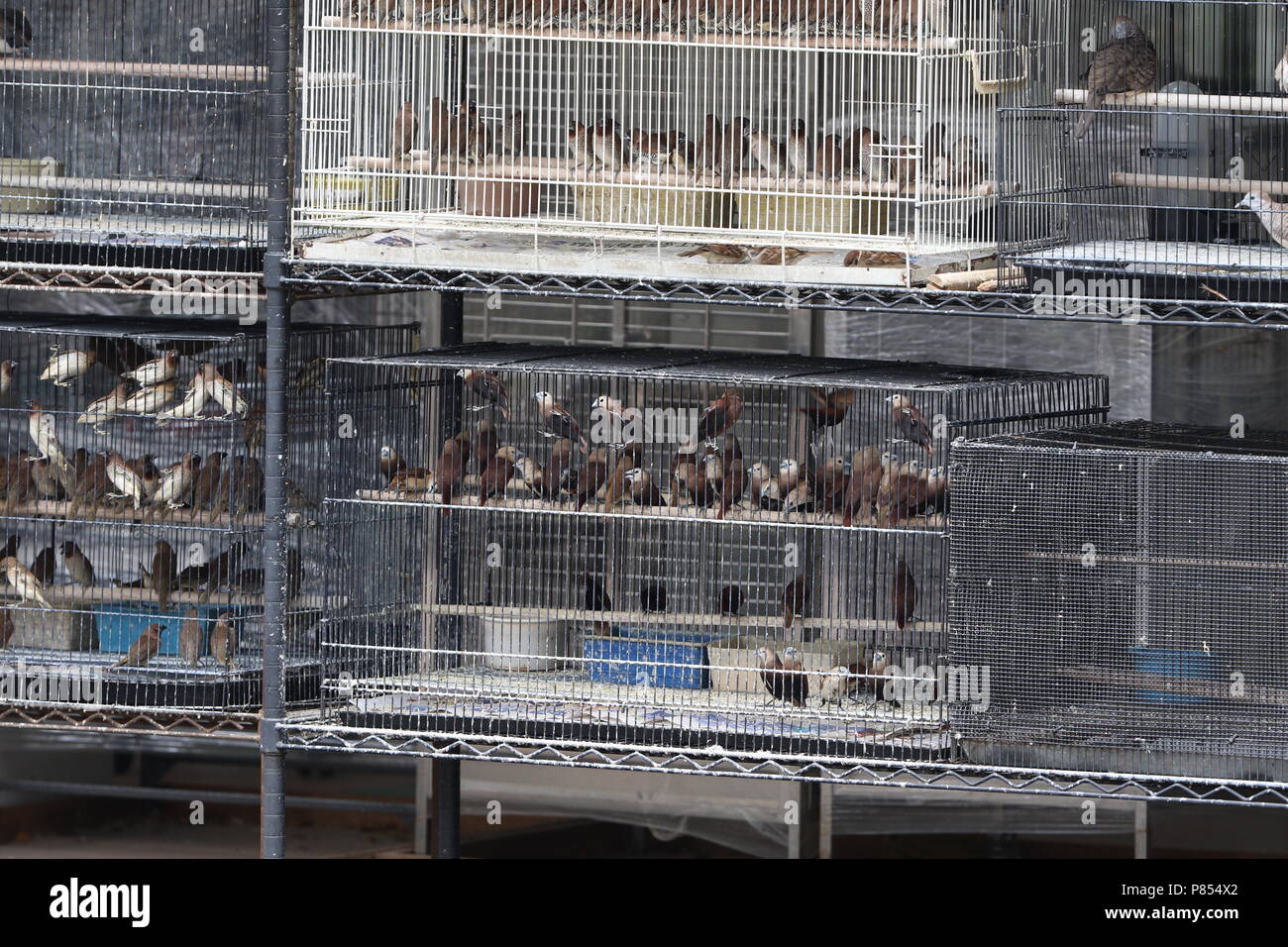 Haustier Vogel Läden voll mit illegalen gefangenen Vögel in Singapur. Stockfoto