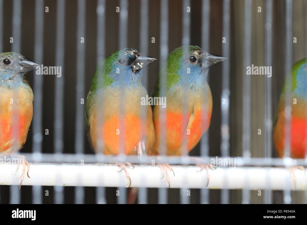 Haustier Vogel Läden voll mit illegalen gefangenen Vögel in Singapur. Stockfoto