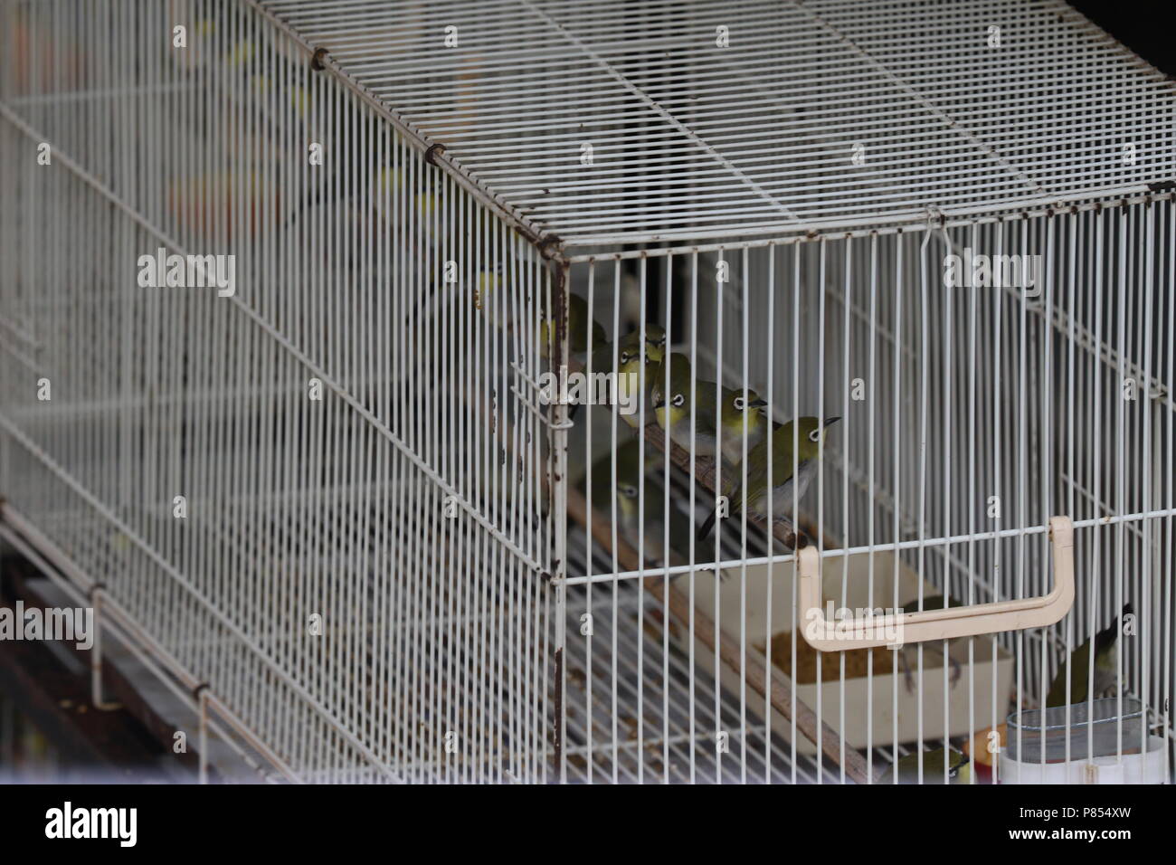 Haustier Vogel Läden voll mit illegalen gefangenen Vögel in Singapur. Stockfoto