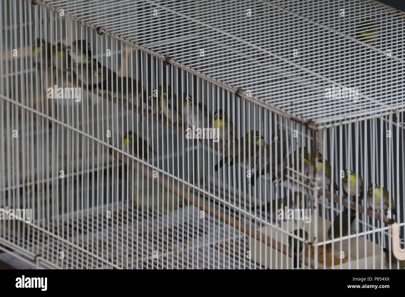 Haustier Vogel Läden voll mit illegalen gefangenen Vögel in Singapur. Stockfoto