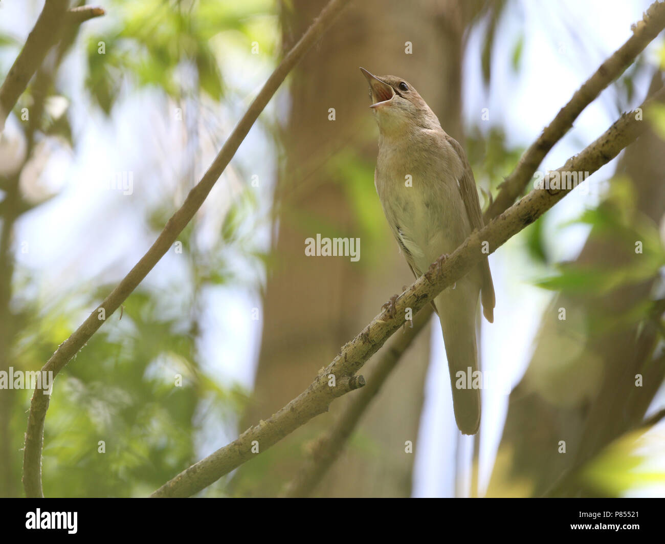 Nachtegaal; Osteuropa; Nachtigall Luscinia megarhynchos golzii ssp. Stockfoto