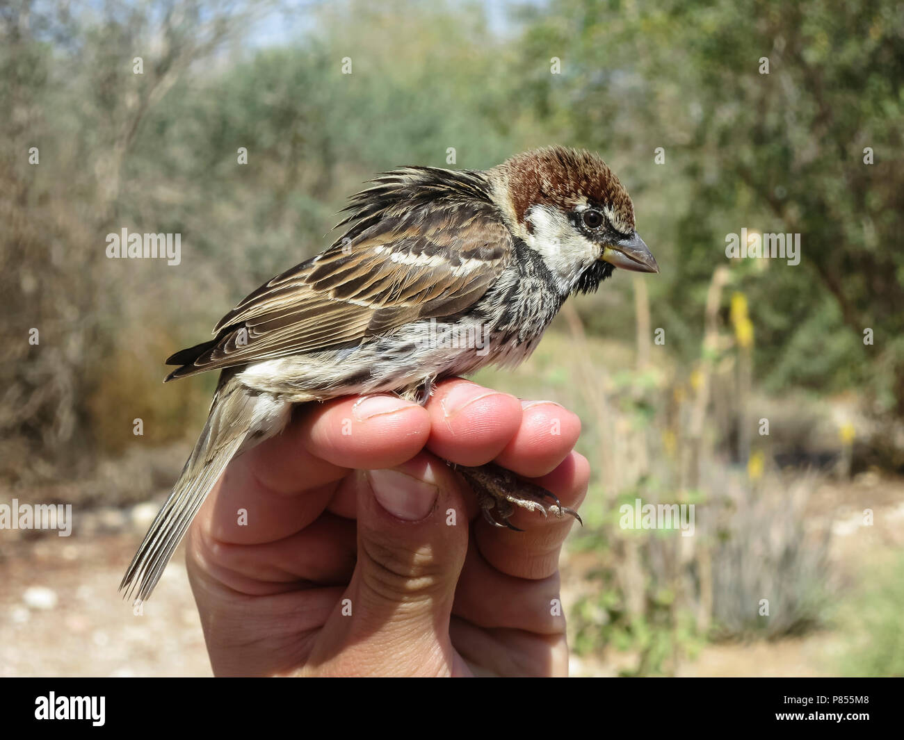 Spanische Männer Sparrow (Passer hispaniolensis) am klingelnden Station während der Migration im südlichen Negev, Israel gefangen. Stockfoto